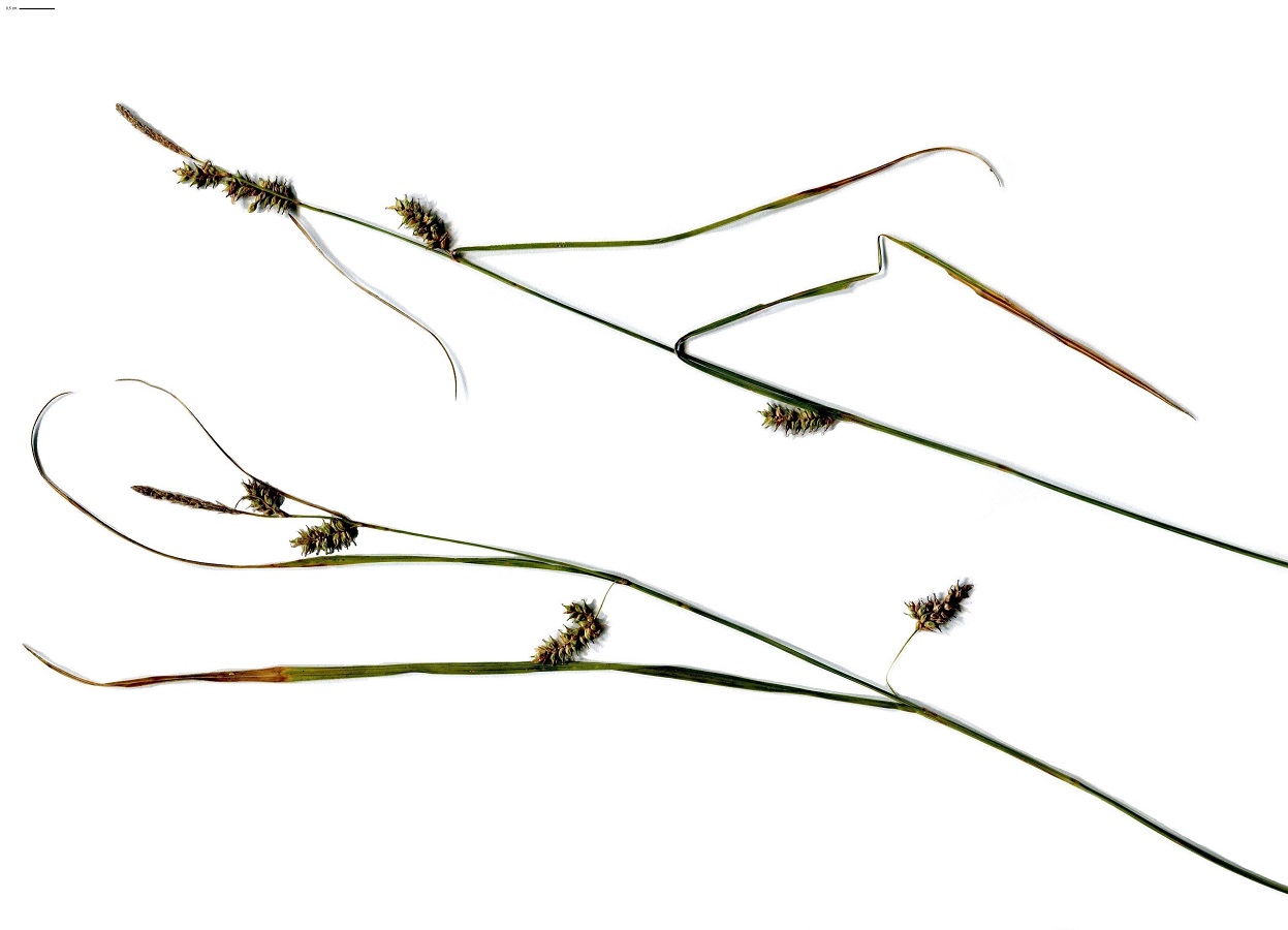 Carex punctata (Cyperaceae)